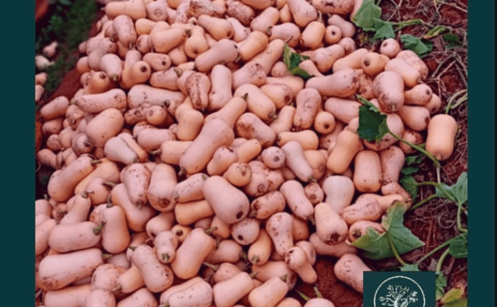 I-butternut yeSwaTsakani Farming