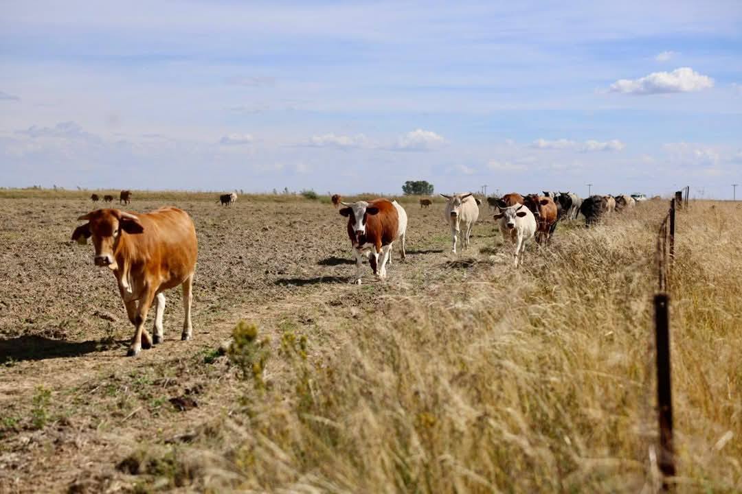 imfuyp cows herd