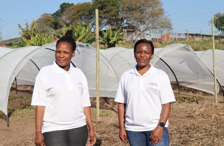 Abeqeqeshelwe ezolimo sebezakhele imakethe kubalimi